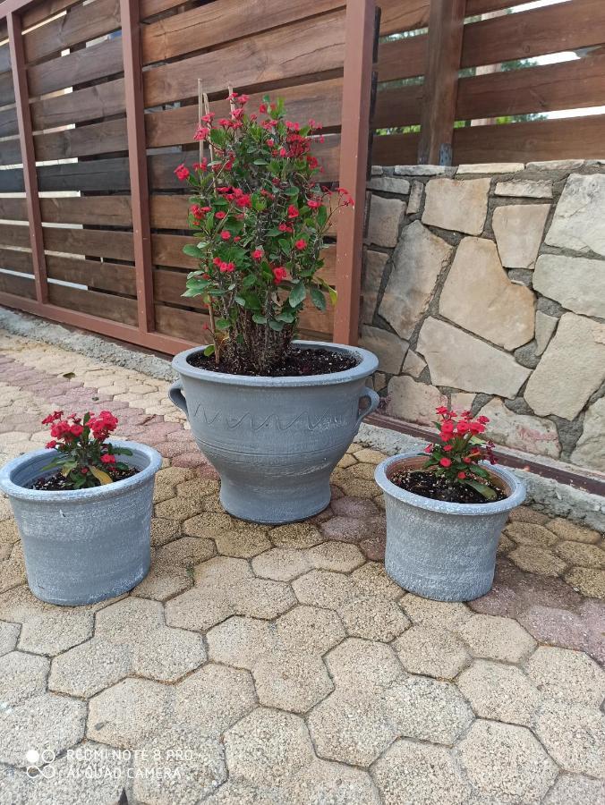 קלמאקי Cactus Home מראה חיצוני תמונה